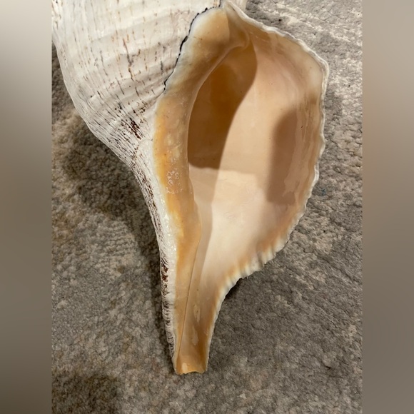 Giant Florida Horse Conch Sea Shell 13-13.5” Collectible - Triplofusus Giganteus - Picture 6 of 6